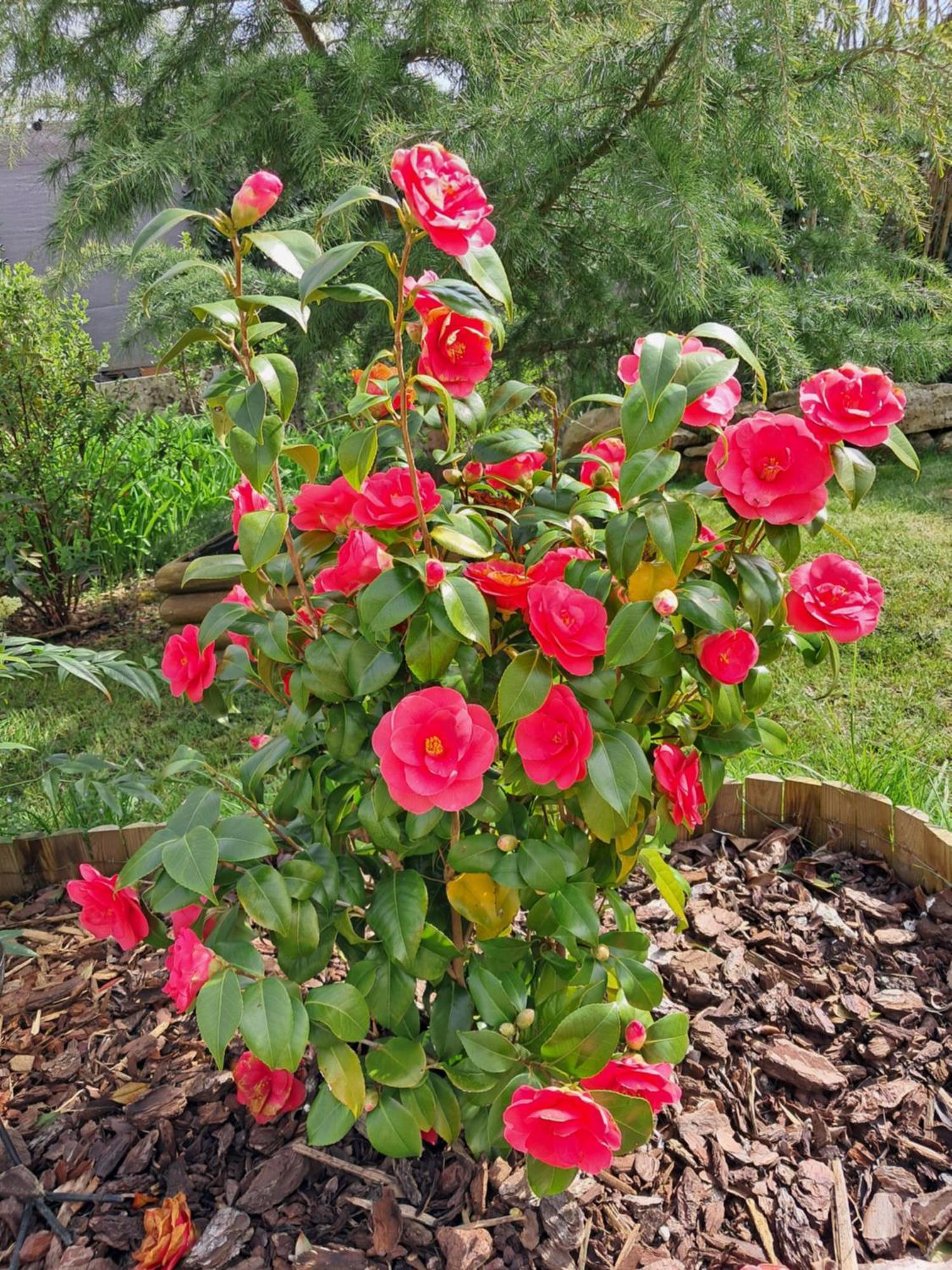 Maison Longere Les Camelias Vinneuf Ngoại thất bức ảnh